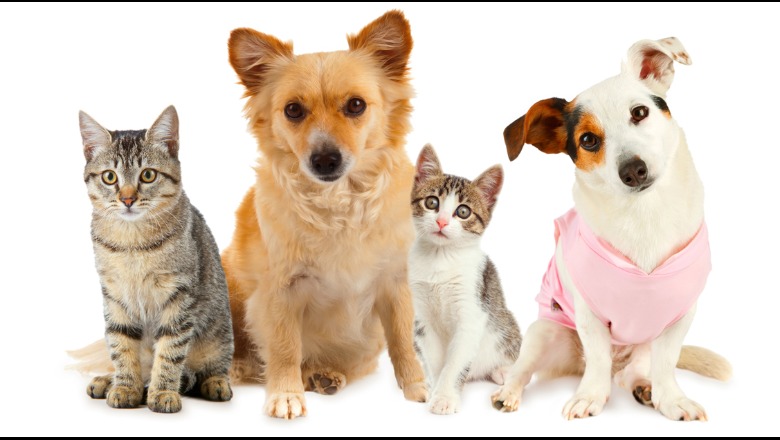 Respekti i njeriut ndaj krijesave të tjera