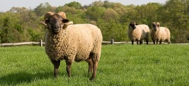 A e humbi prerja e kurbanit vlerën e vet tradicionale?
